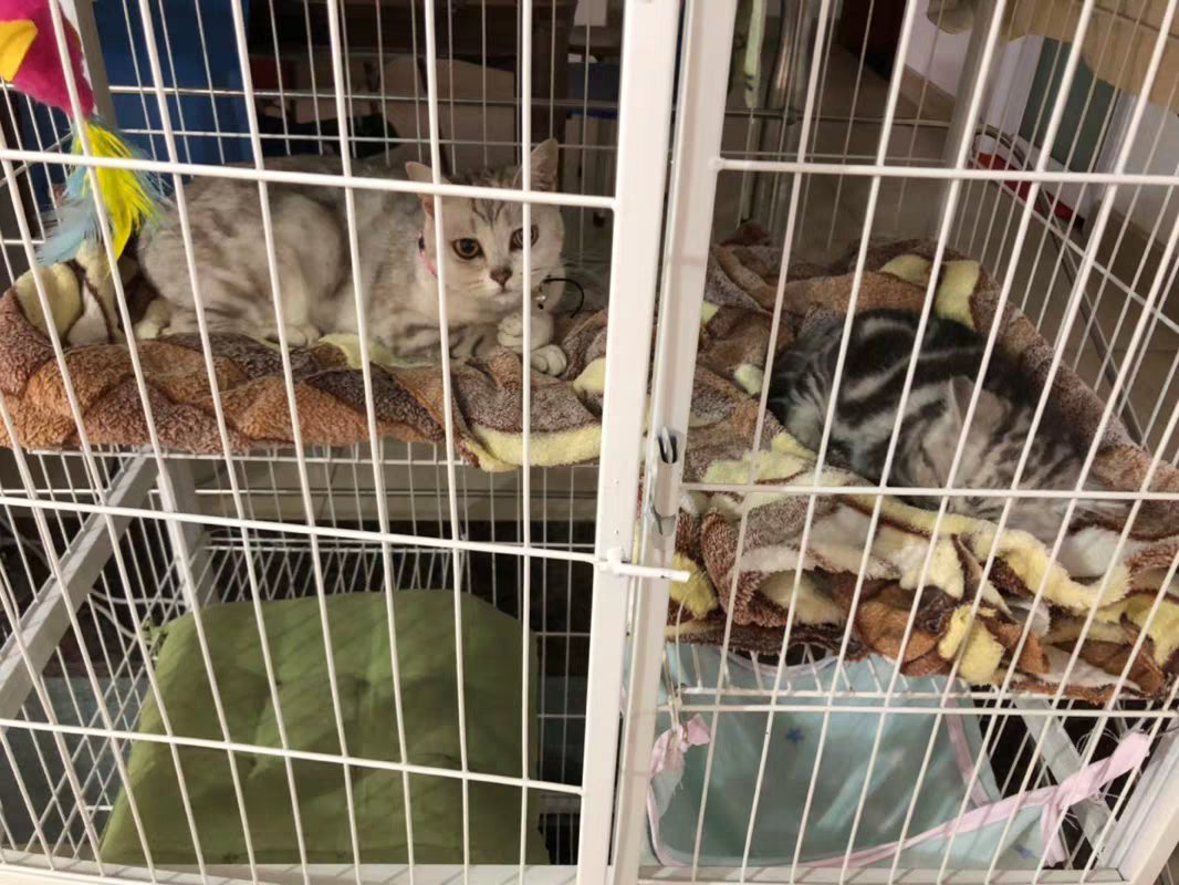 有的人说"猫咪就应该笼养",你赞同这个说法吗?