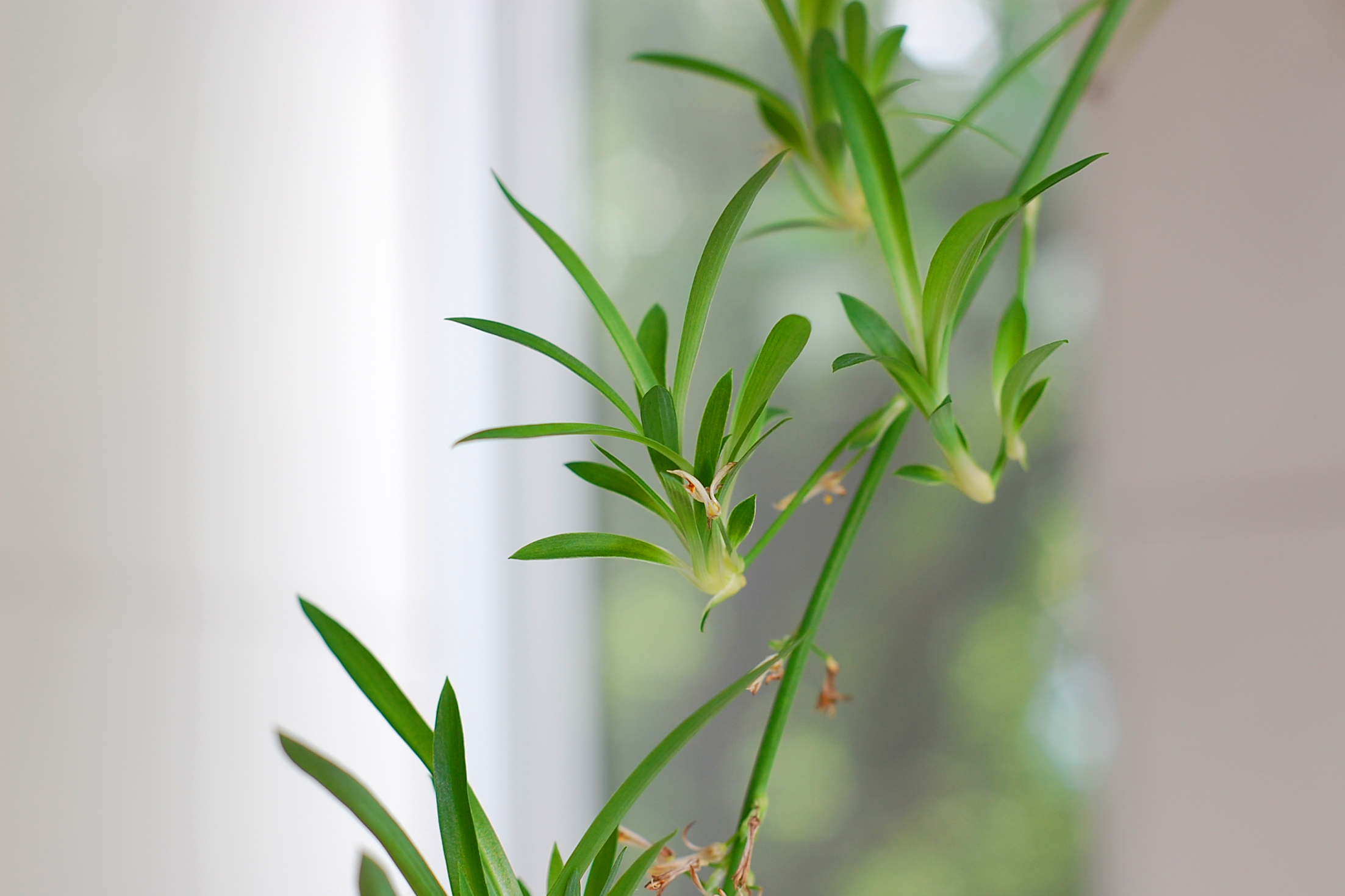 还觉得吊兰不好养吗?学会这一招,不断抽出小吊兰,越长越旺!