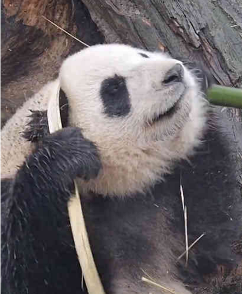 将竹子举上头顶,大熊猫:我是功夫熊猫!