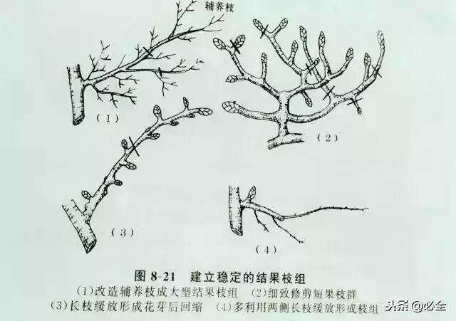 梨树修剪口诀图片