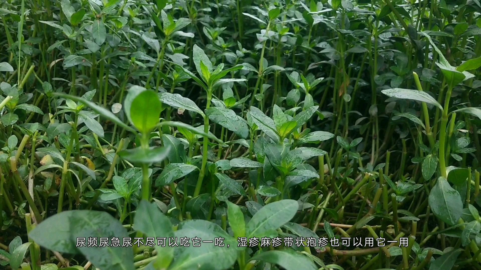 农村常见野菜野草解密,故事曲折,食用药用价值高这些人却不能吃