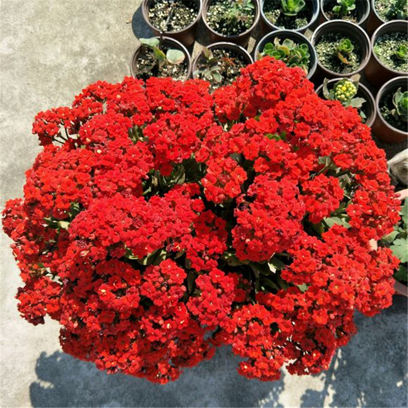 长寿花:"3步兵法"养,爆叶又爆花,过年选花没错了