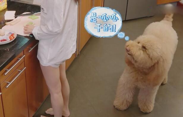 霍思燕家里猫上灶台偷吃早餐 狗从嗯哼手里抢吃的 这样真的卫生吗