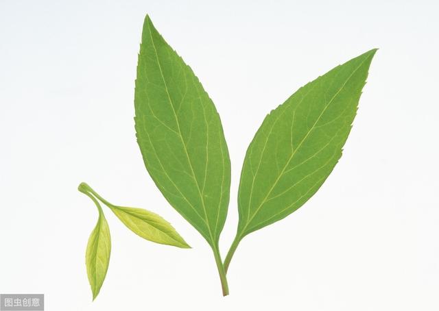 天然精油成分:玳玳叶油