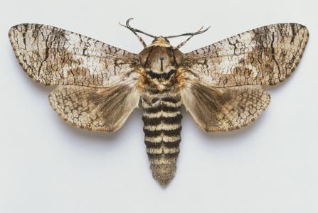 杜仲害虫防治——豹纹木蠹蛾