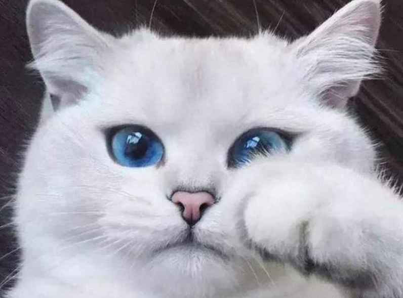 拥有最美双眼的猫咪,白毛蓝眼颜值超高,8个月大就已有大批粉丝