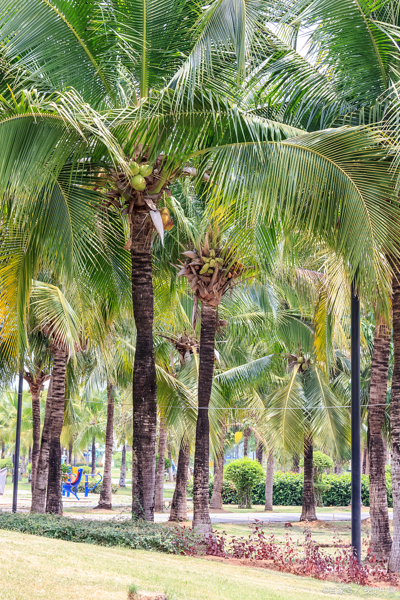 椰子树们挺立如诗,绿意盎然,像是大自然的诗篇中不可或缺的角色,它们