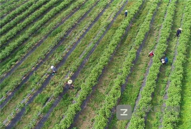 當日,丹寨縣興仁鎮燒茶村藍莓種植基地裡,村民忙著對藍莓進行除草