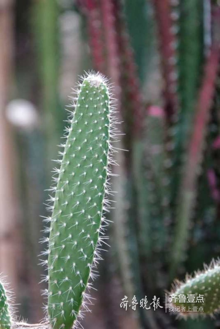 带刺的仙人掌仙人球,也有温柔的一面