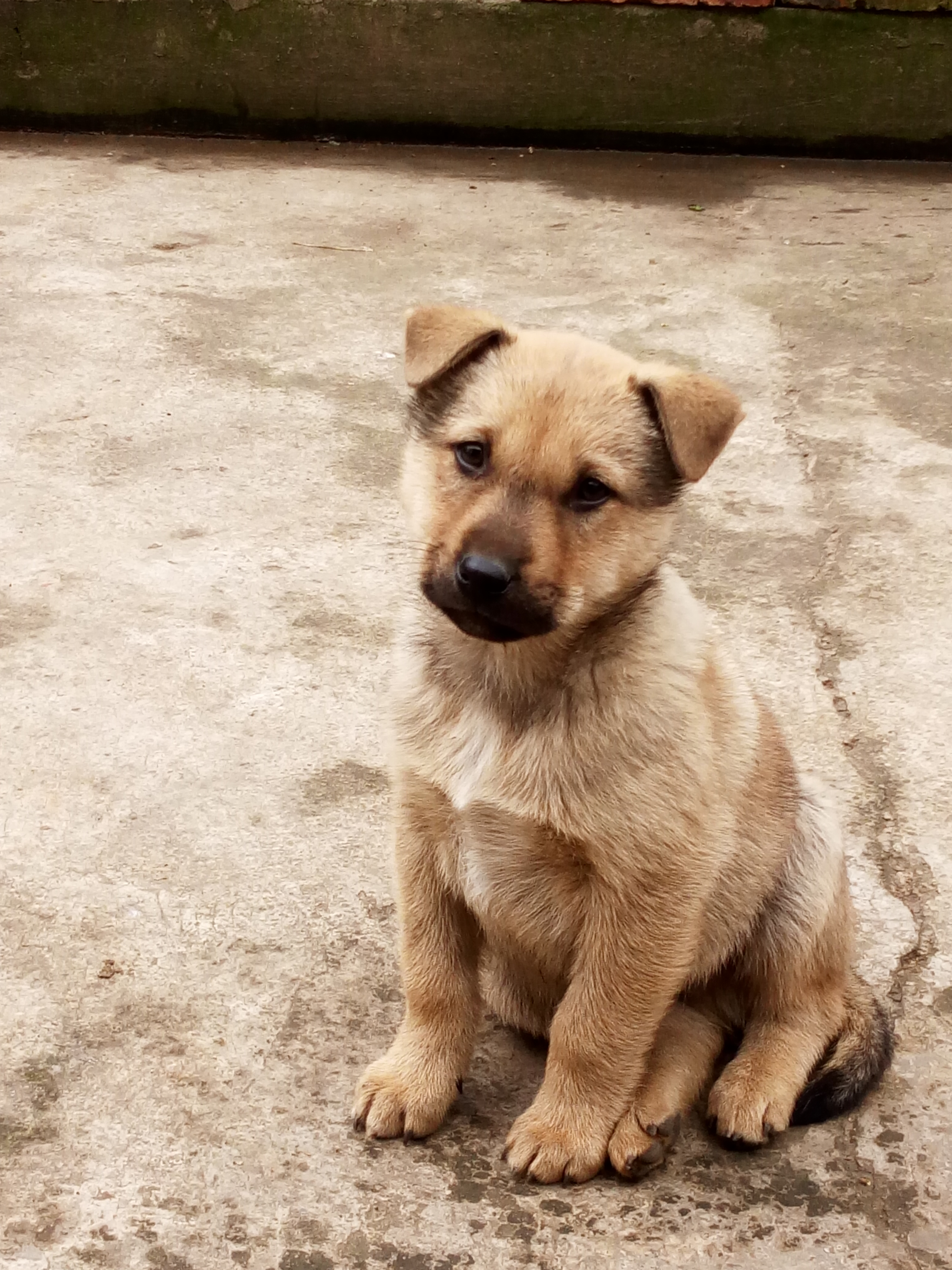 中华田园犬也是温顺可爱的