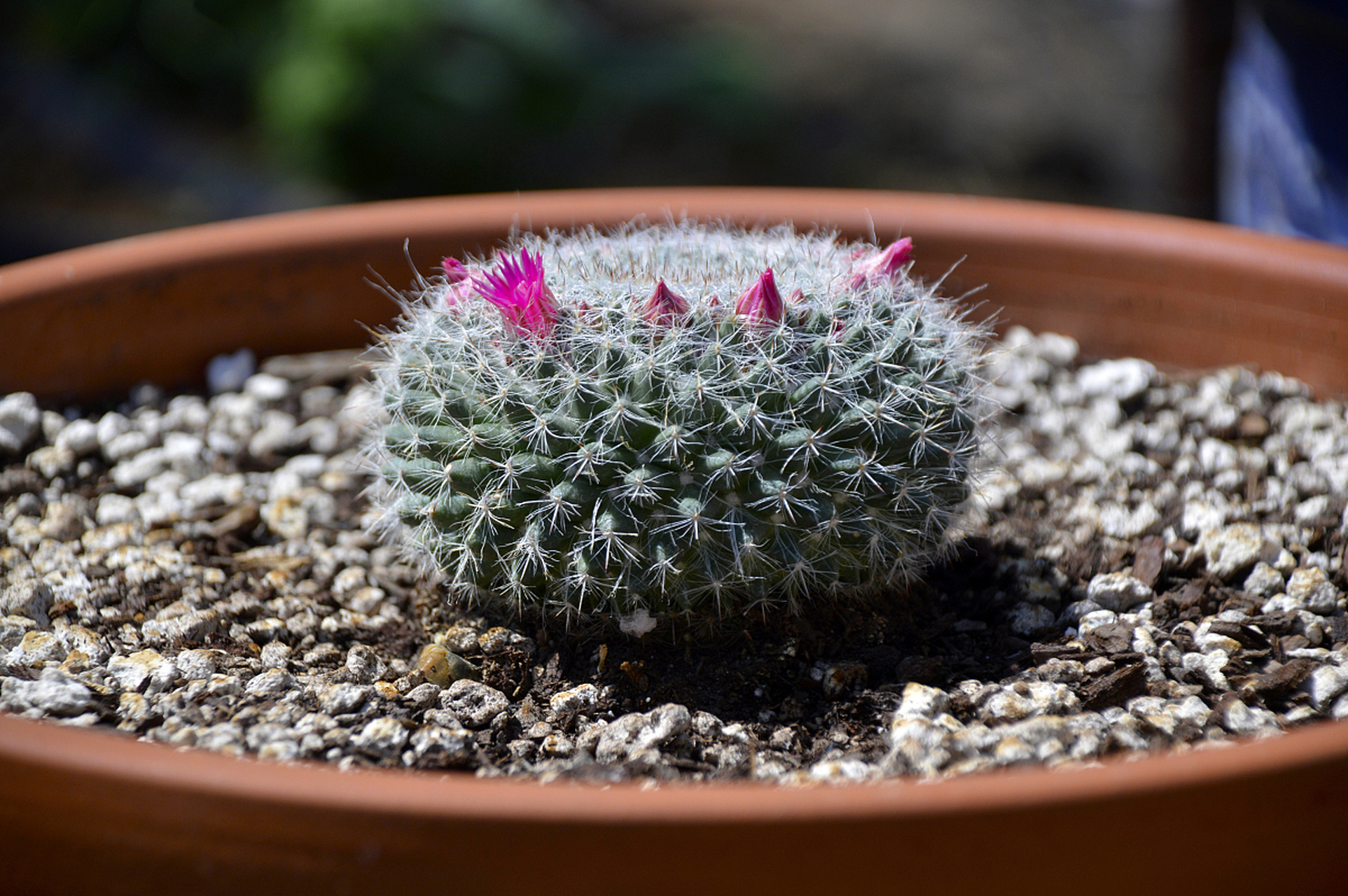 用心照料,小星球