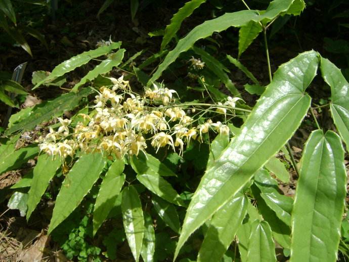 农村这种草被称"三头六臂",牛吃了会发情,如今几十元一斤!