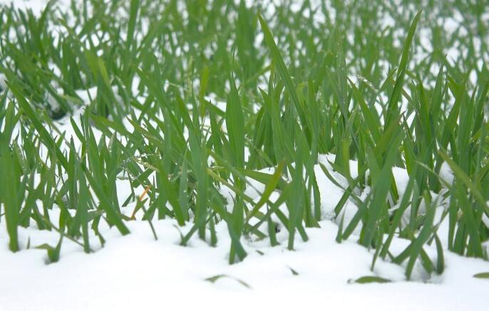 雪下麦苗图片图片