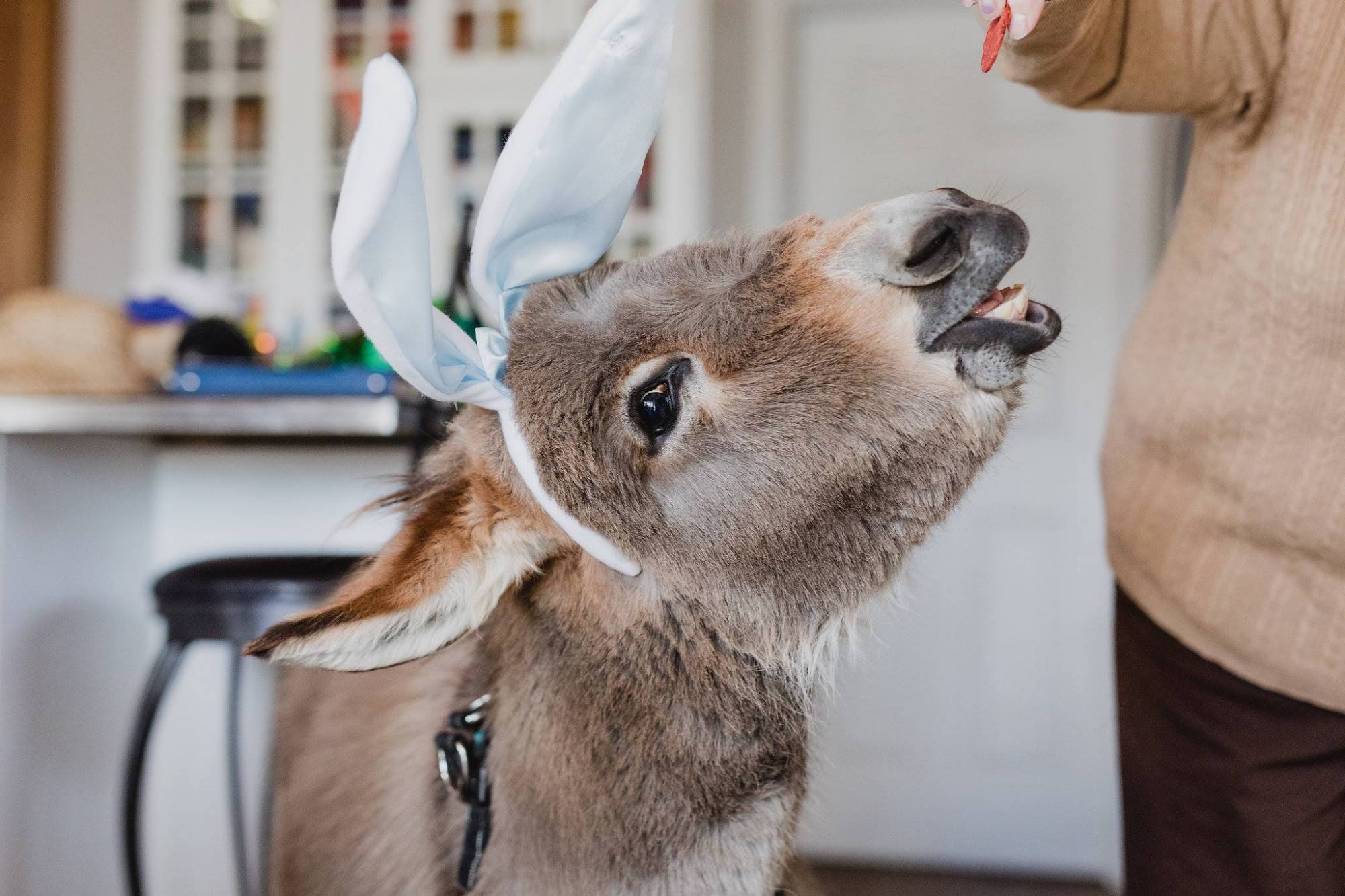 迷你驴在家里养久了,真把自己当成汪星人了,每天就爱扔枕头玩