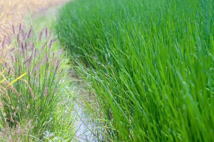 它本产于我国《尔雅·释草》中曾提及"芍,凫茈 早期多用于荒年