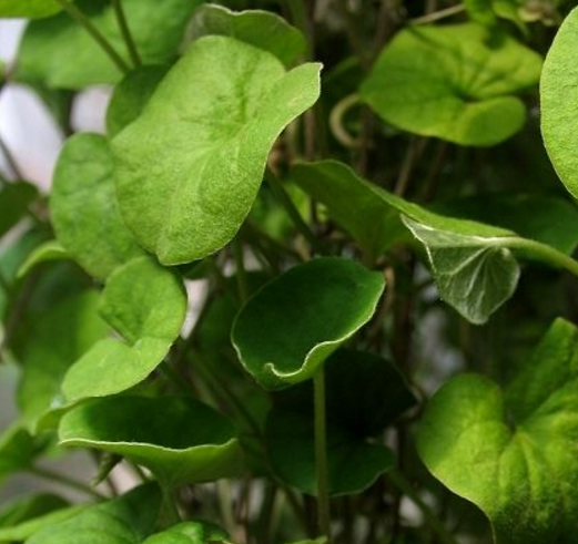 种植马蹄金的相关小方法