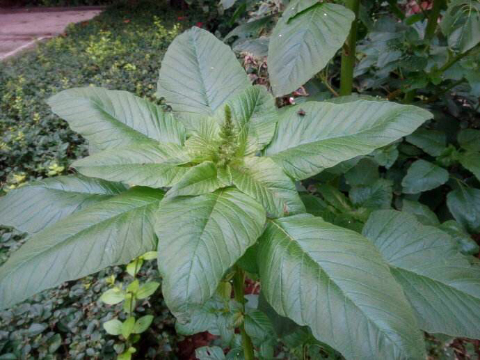 这种野菜好吃又补血春天地里很多我们家乡叫它仁庆菜