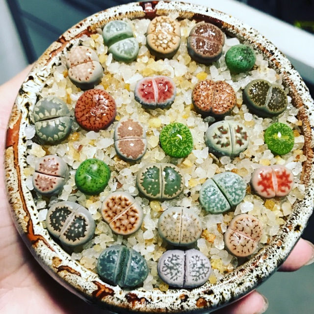 在非洲旅游,游客要捡地上的玉石,导游:千万别捡,不然就麻烦了