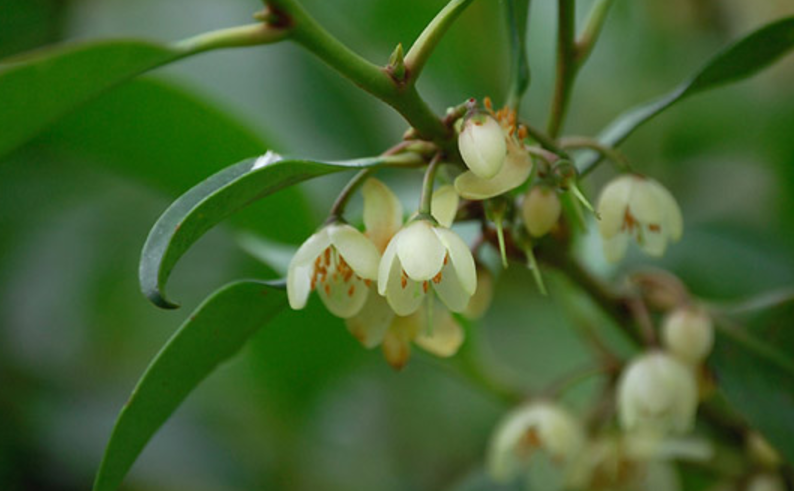 农村一种树,果实吃了嘴变黑以为有毒,殊不知是日本人眼中的神木