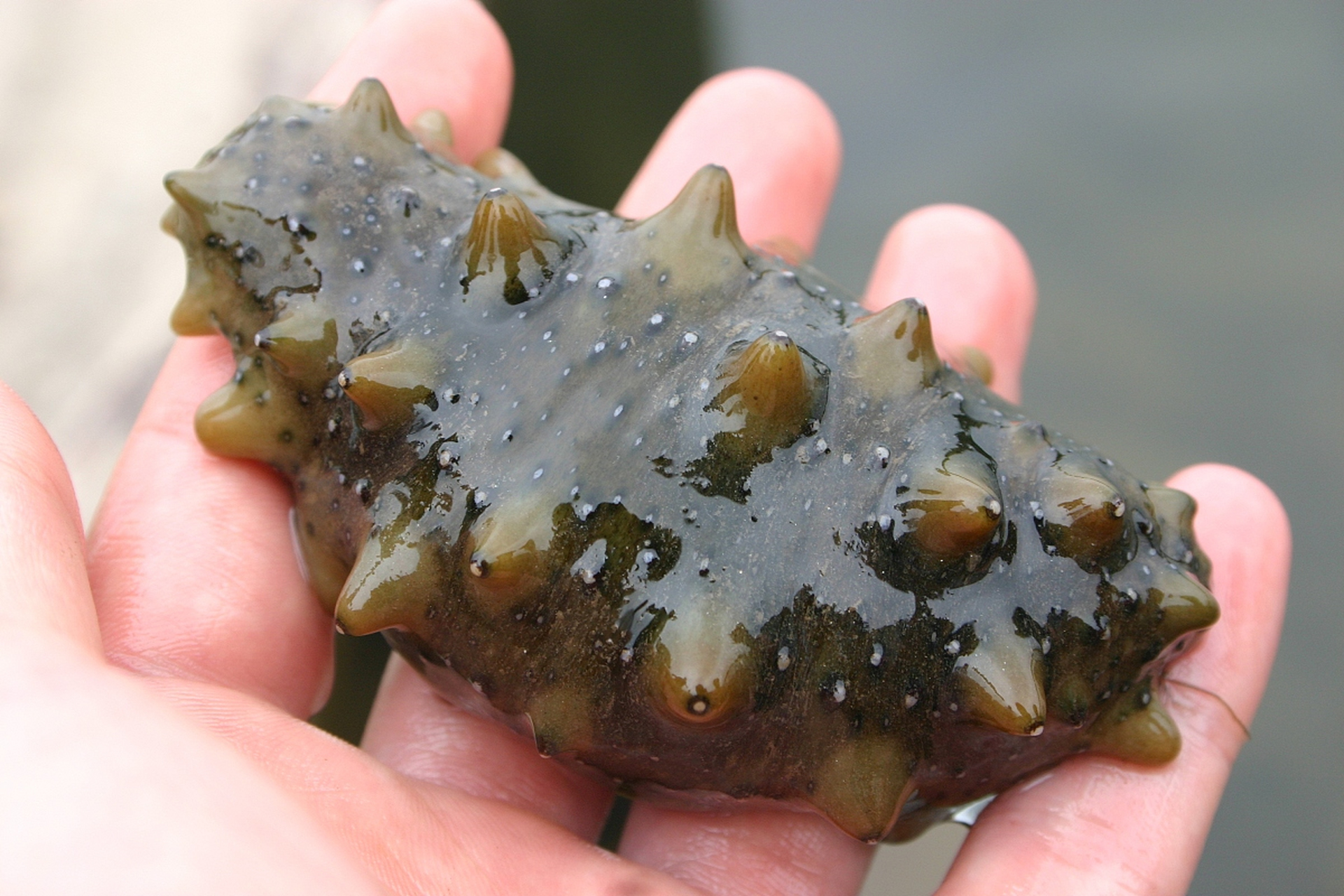 优质海参具有饱满体型,自然色泽,滑润口感,挺拔参刺,清香气味和少杂质