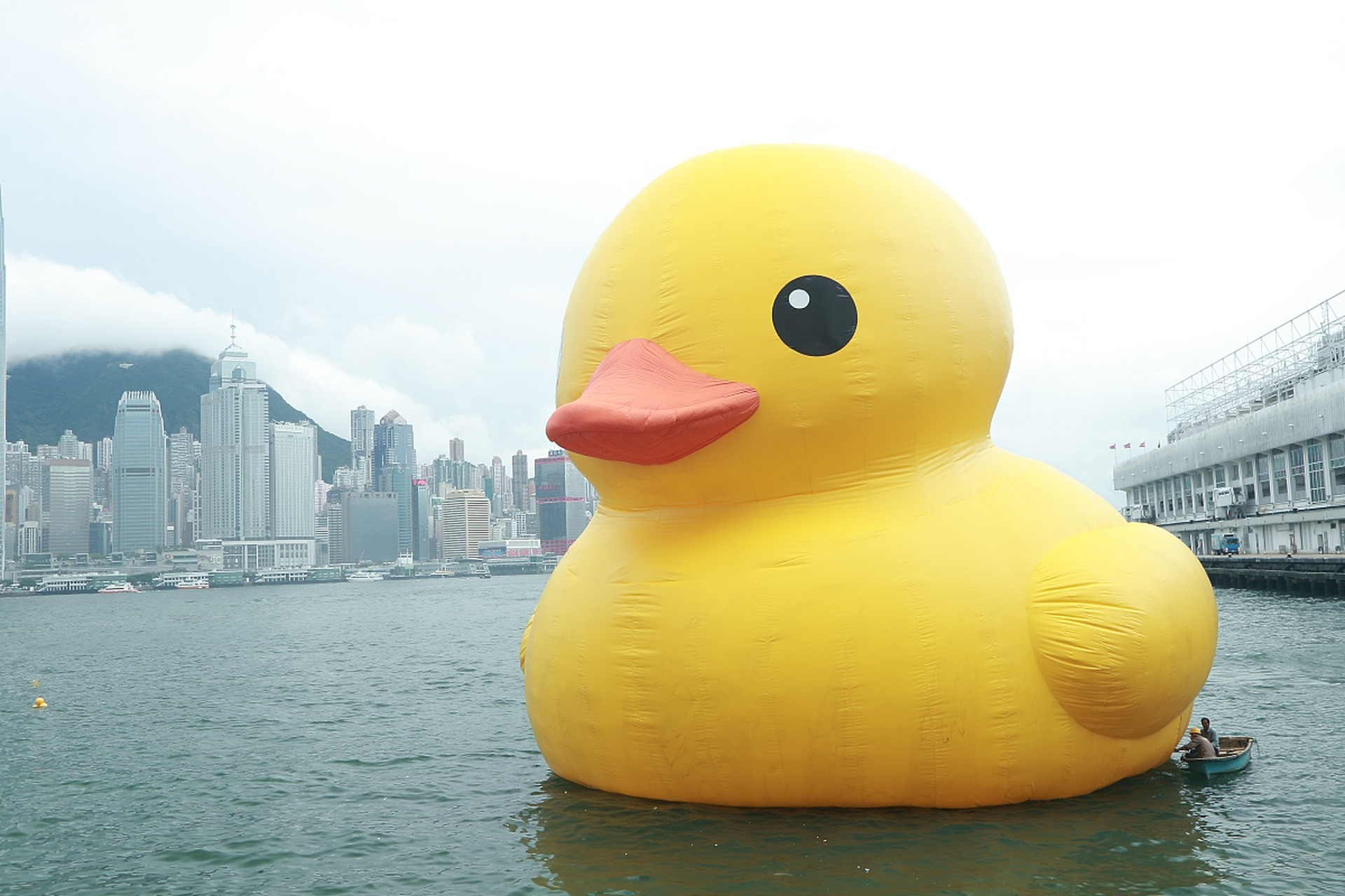 香港大黄鸭热爆了一只# 大家都知道,香港现在非常热爆的话题就是大黄