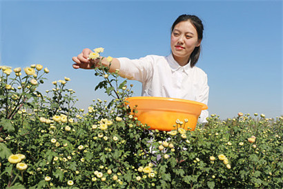 江苏连云港灌云县龙苴镇石门村的菊农在采摘杭白菊
