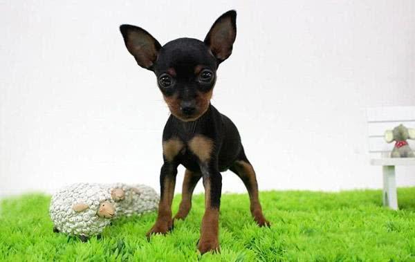 迷你杜宾犬有着小型杜宾一样的外表,为何不属于杜宾犬?