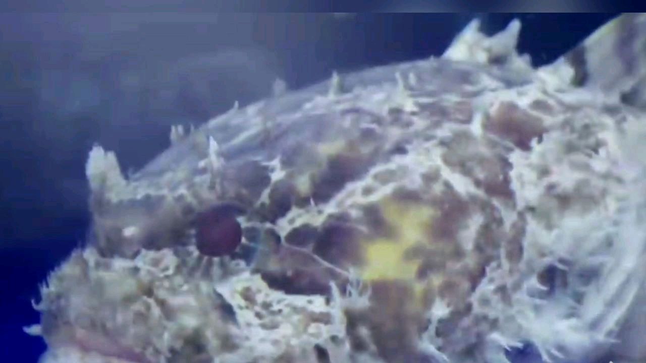 枣蓉清蒸龙头鱼——来自深海的美味