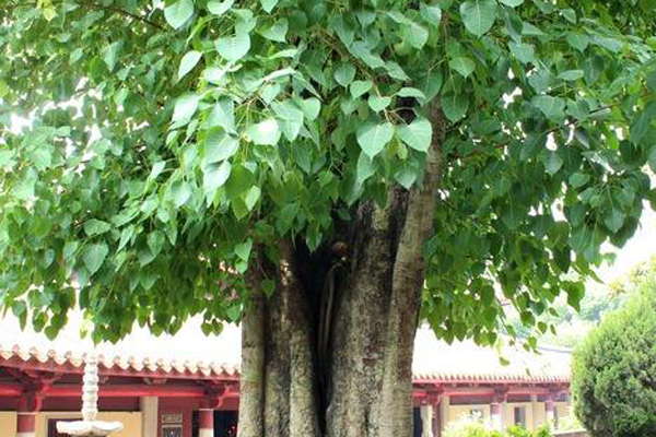 金刚菩提树木