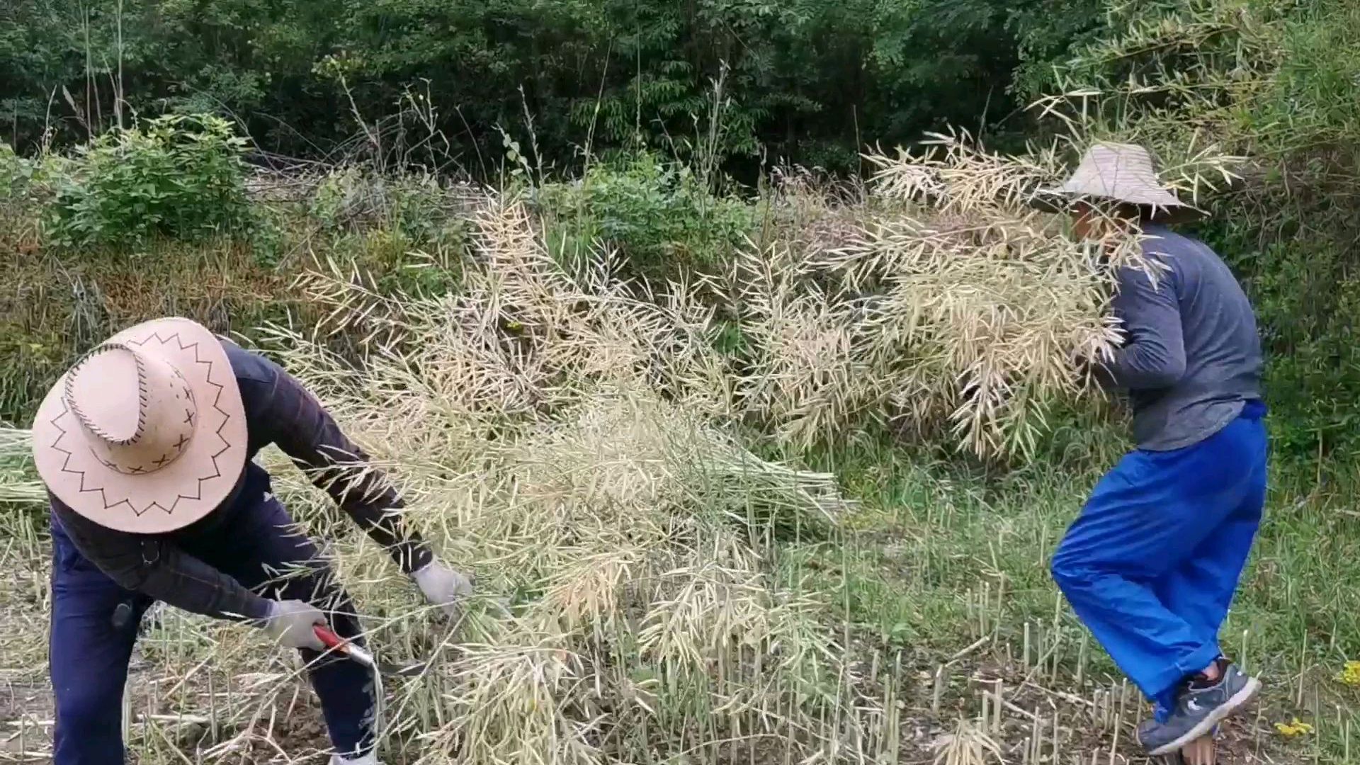 70岁农村大爷割油菜,比小伙还快!如果换成你,会比大爷割的快吗