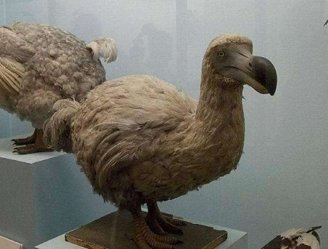 渡渡鸟,亦称作,愚鸠,孤鸽,这种小型的陆生鸟类原本仅