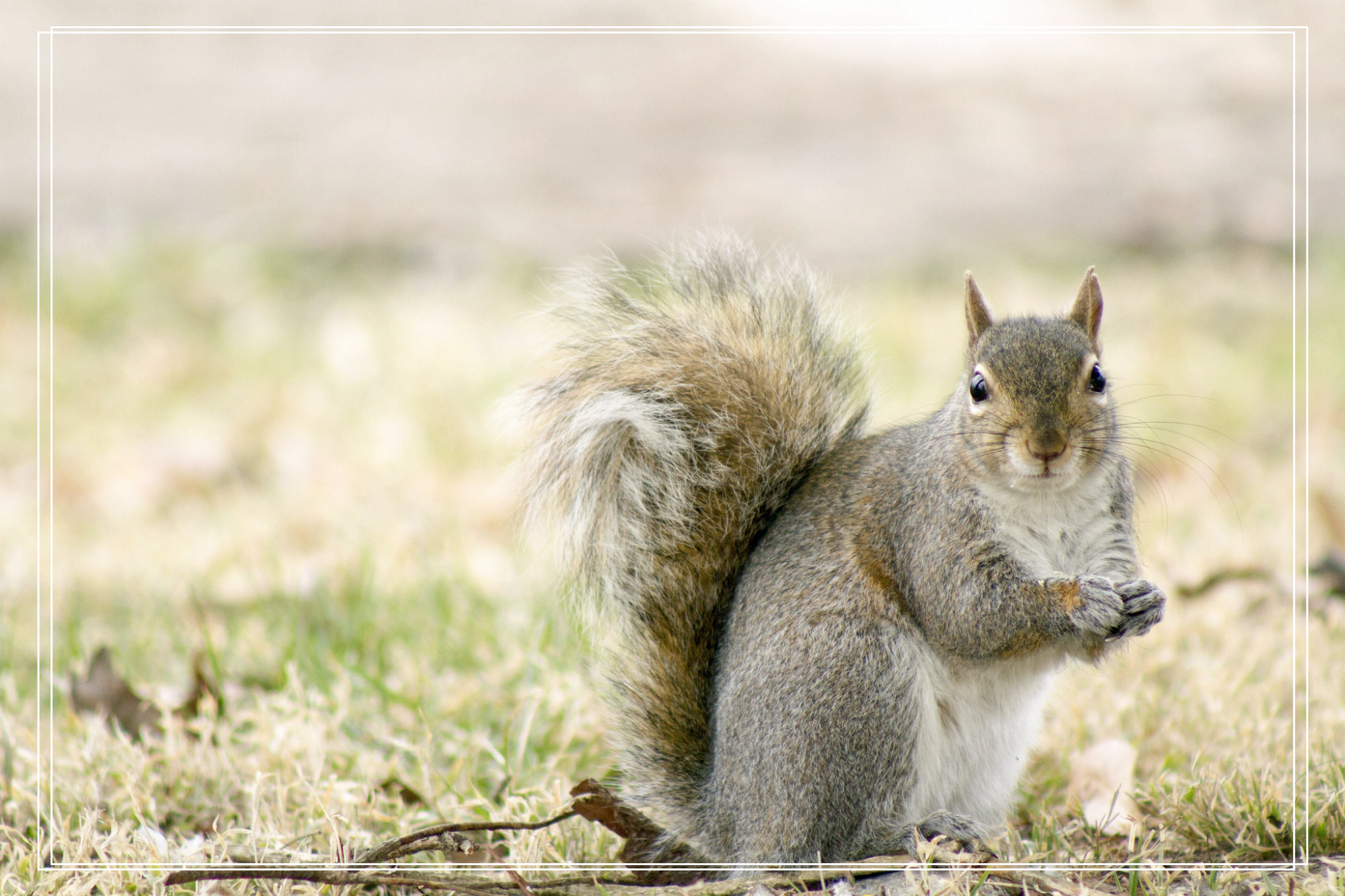 精选壁纸:超清唯美动物类图集