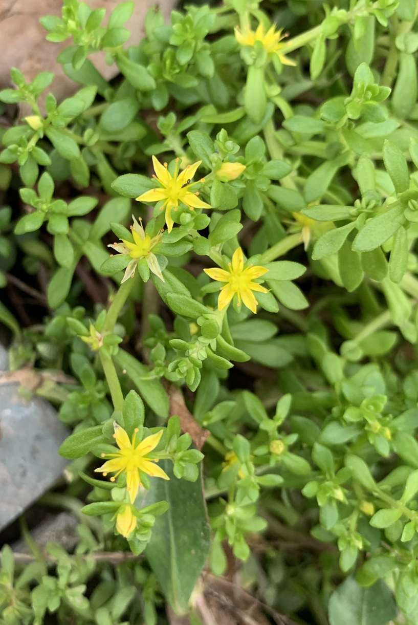 珠芽景天:土生土长的多肉植物