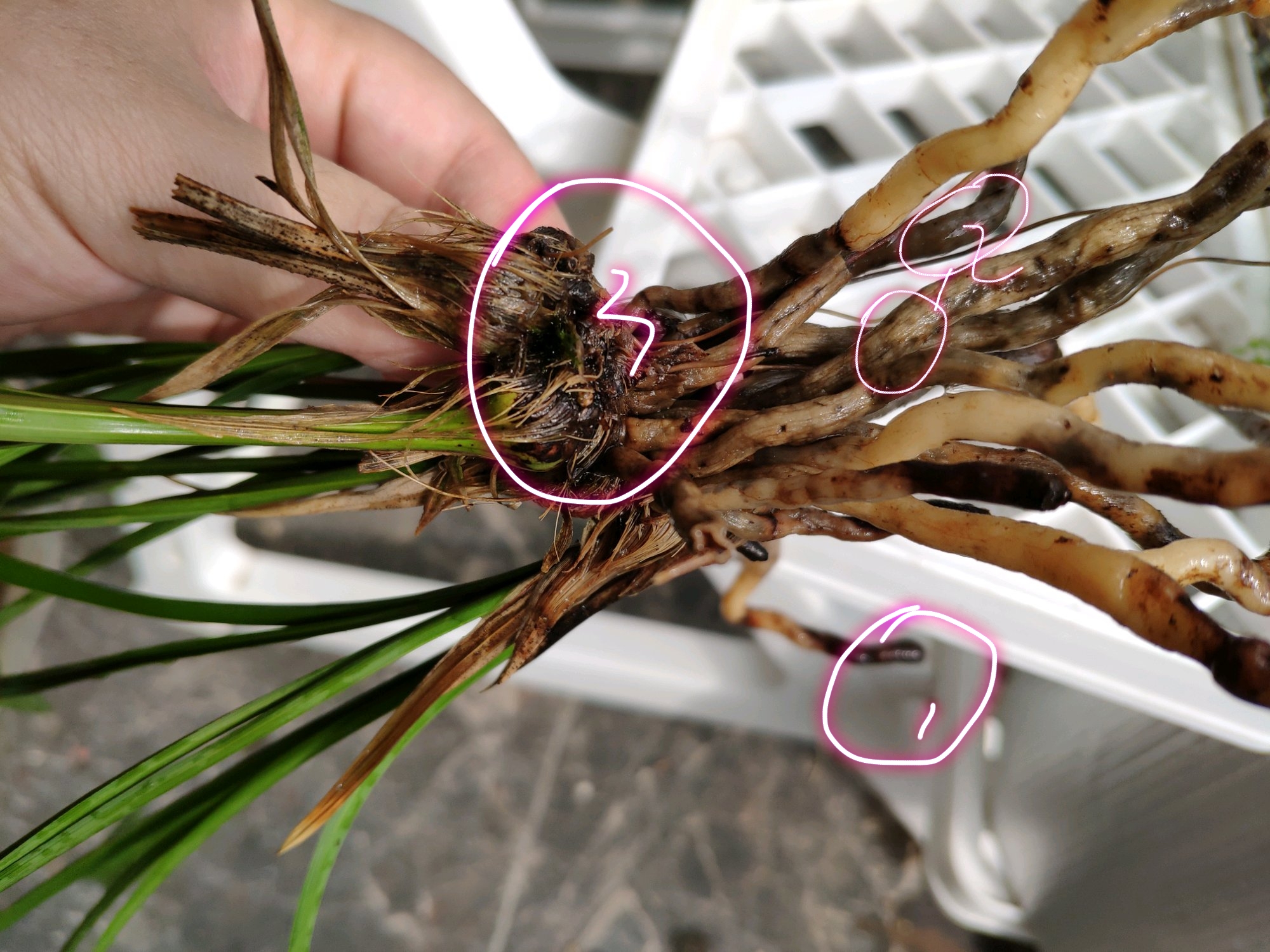 兰花养着养着就烂根发臭了怎么回事?原来是上盆进入了误区