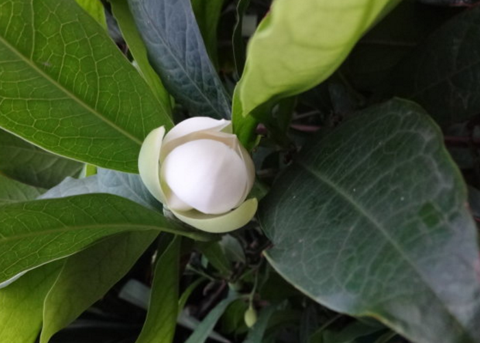 栽培金叶含笑的时候,先将土壤填于花盆底部,上面放过筛的培养土