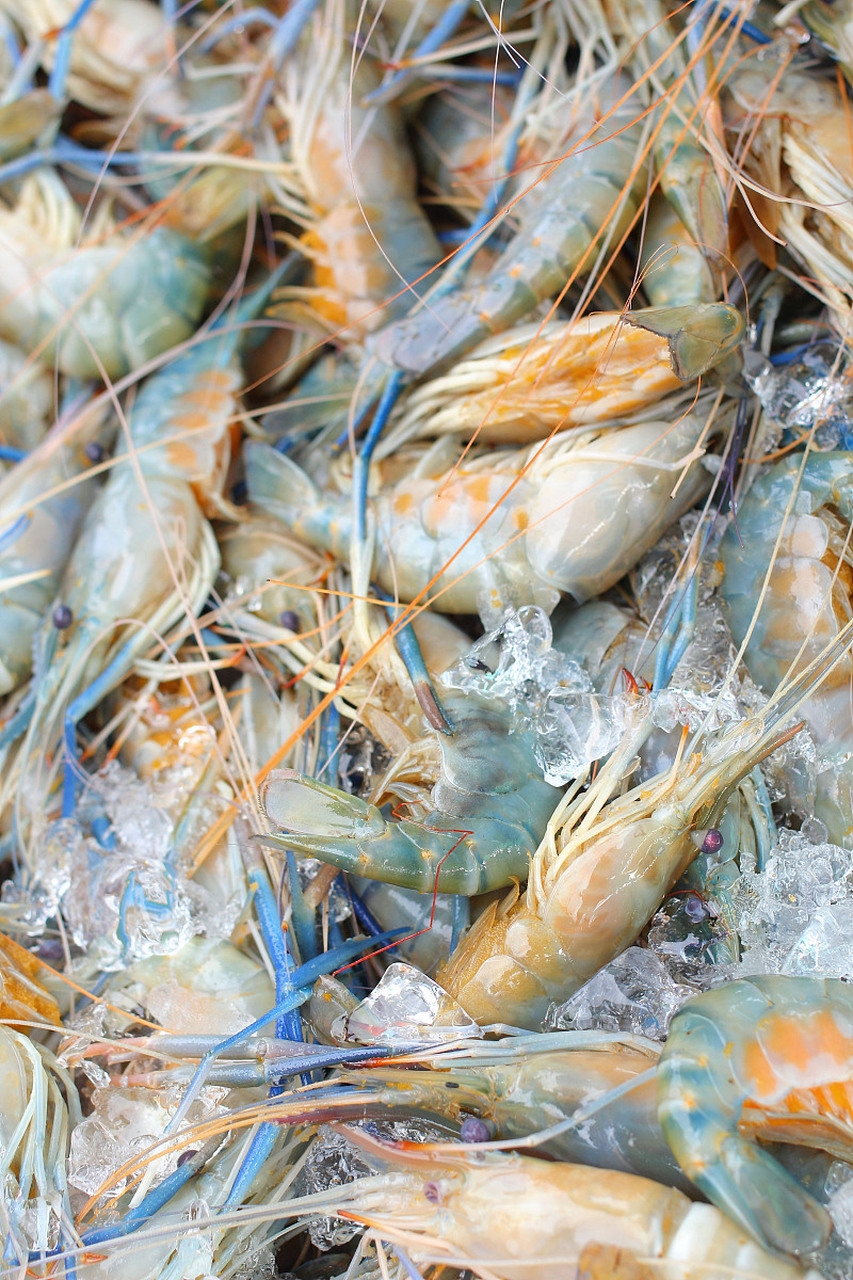 各单位达成合作共识,签约涵盖全产业链环节,推动罗氏沼虾产业全面升级