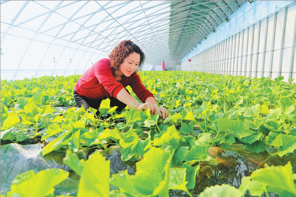 农垦九三管理局哈拉海农场积极发展有机果蔬基地