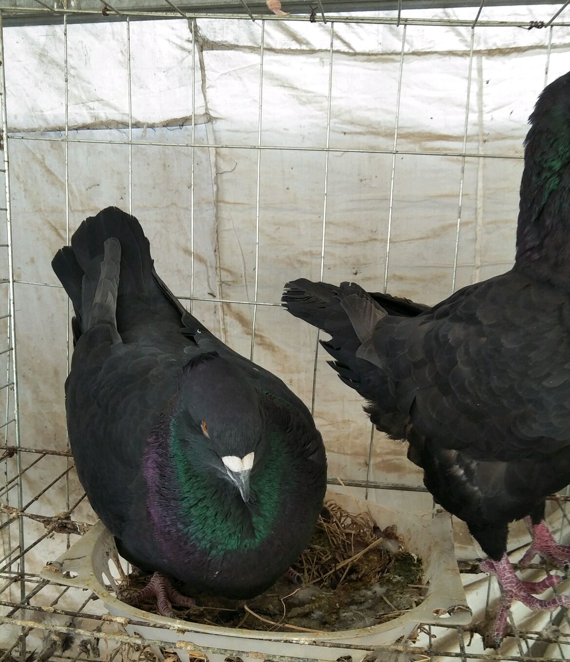 养鸽子的人也越来越多了,鸽子是很多人都喜欢的一种家养鸟类,鸽子的