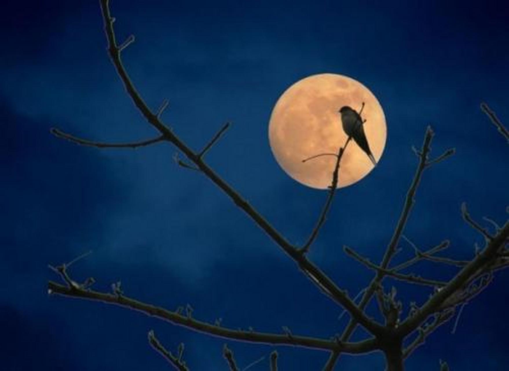 《乡关何处》野夫生于一个书香门第世家,有慈爱的母亲,善良慈悲的