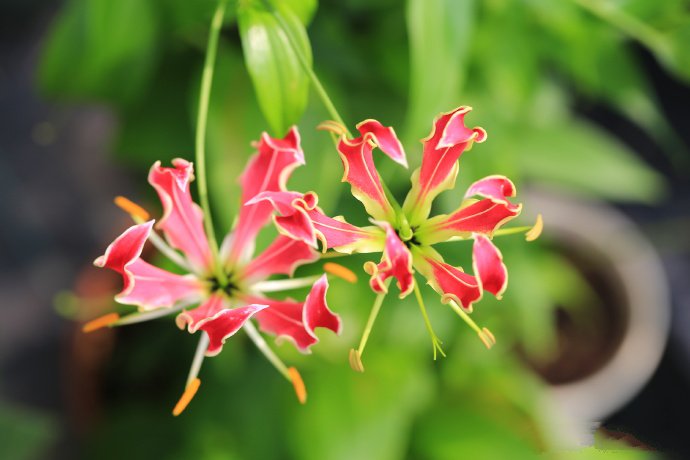 绝对惊艳的嘉兰百合花图片,花型似燃烧的火焰