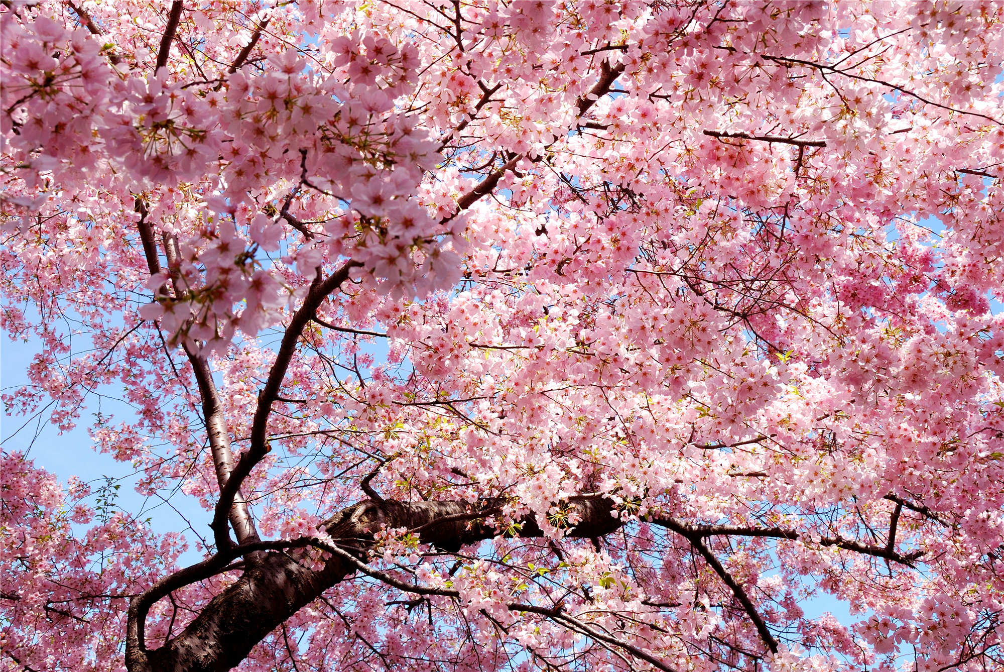 带你看六张樱花美图:粉色花海,让人陶醉,情侣旅游胜地