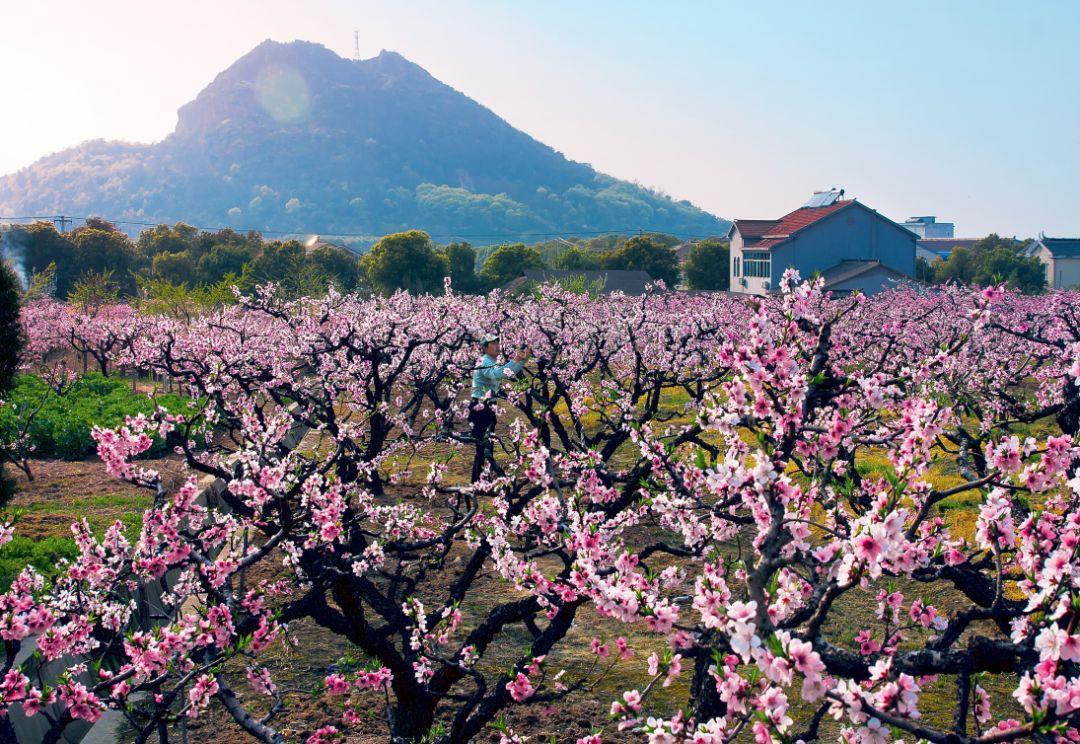 无锡阳山春季最美赏花地图出炉,这12个地点绝对惊艳