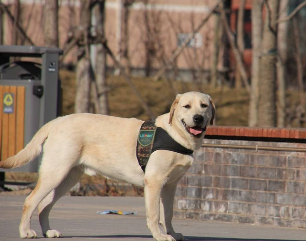 怎麼樣可以延長拉布拉多犬的壽命?