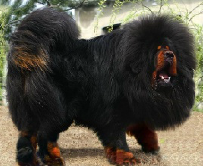 藏獒,mastiff在英文中可翻译为猛犬,tibetan英文为西藏的,联合起来就