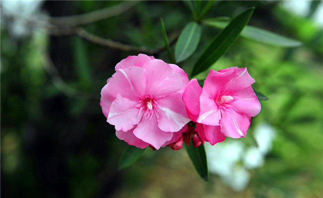 夹竹桃别称红花夹竹桃,柳叶桃树,叫出冬,柳叶树,洋桃梅,枸那