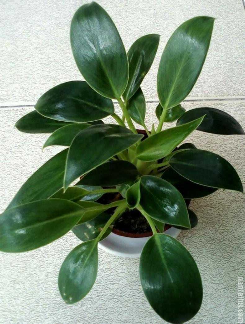 金钻的别称金钻蔓绿绒,喜树蕉,又名"辟邪王"