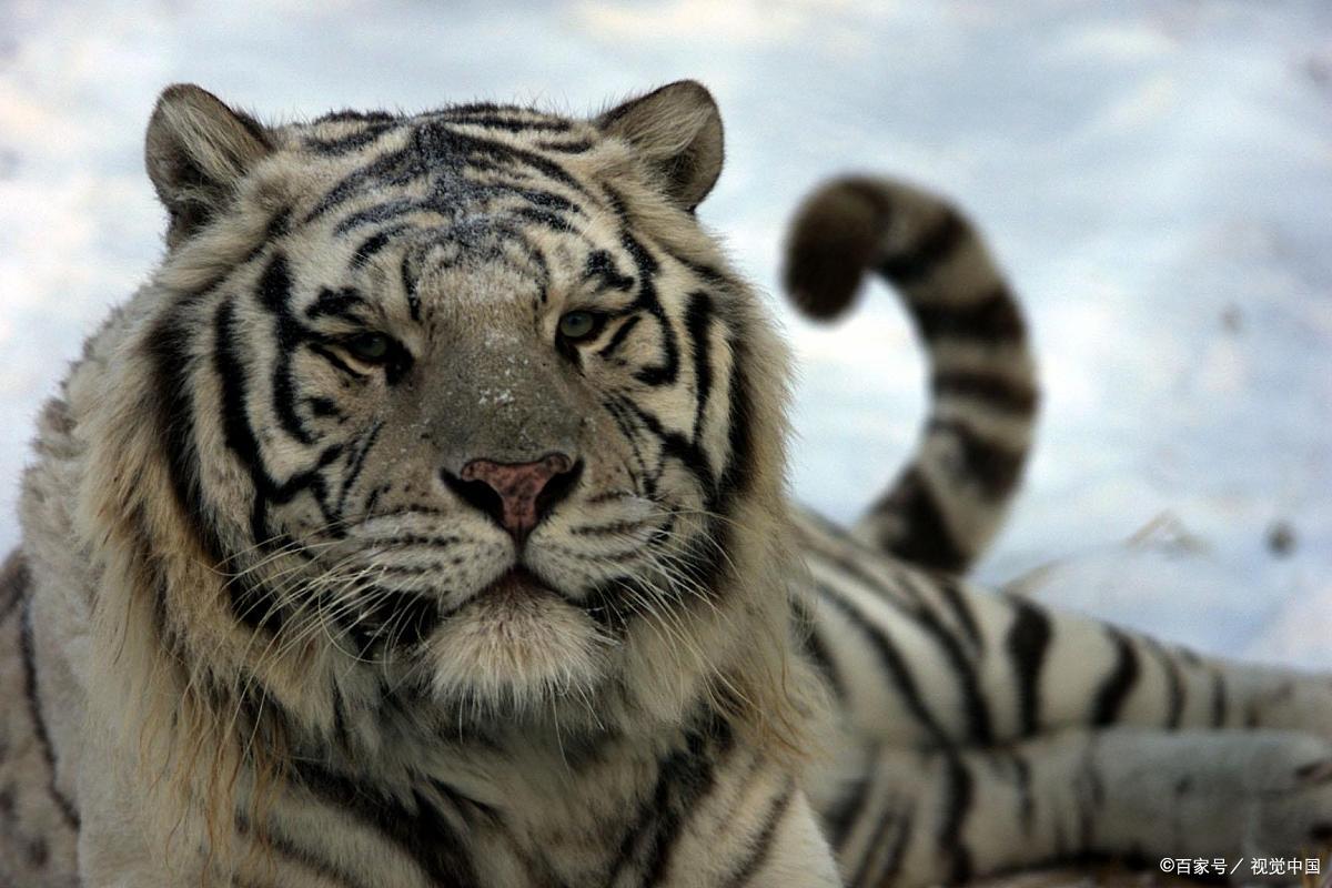 十二岁少年独自进深山,遇觅食花斑虎和大蛇同时袭来