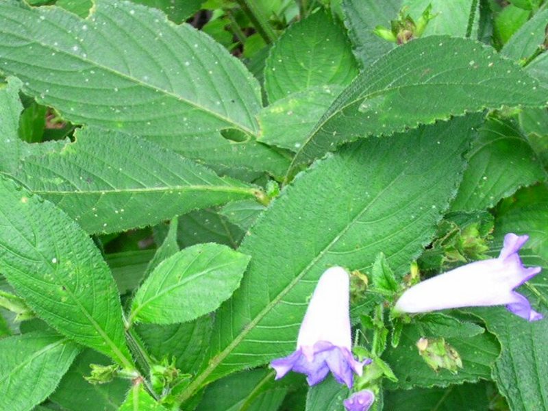 马蓝的要用价值主要有清热解毒,凉血消肿之效,可预