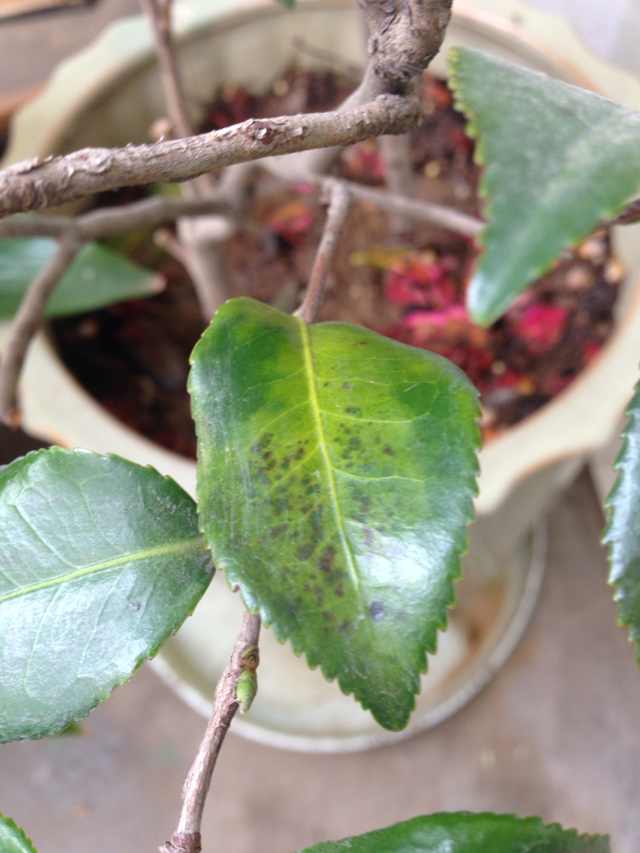 茶花掉叶子心别乱,对症下药,依旧可以起死回生