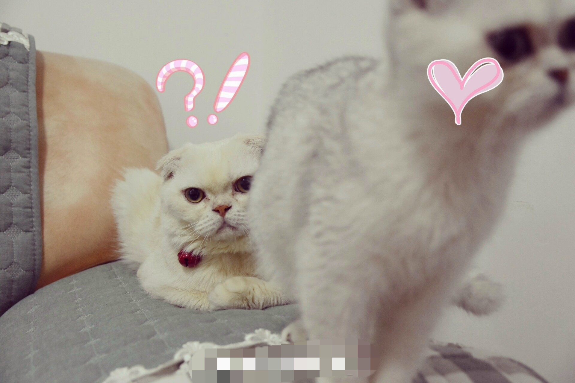 萌萌的瓜子和刘二豆